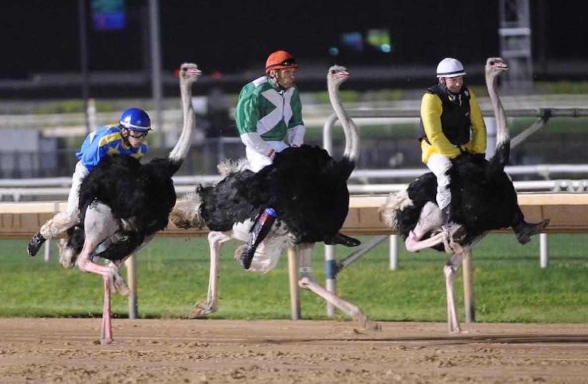 Ostrich Racing