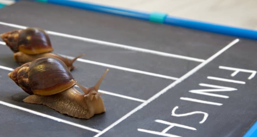 Snail Racing